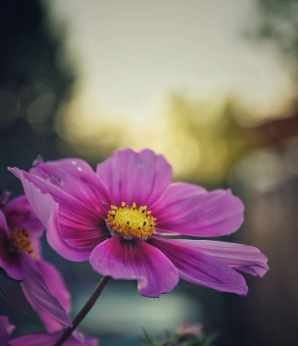 a pink flower with yellow tips is growing in a pot