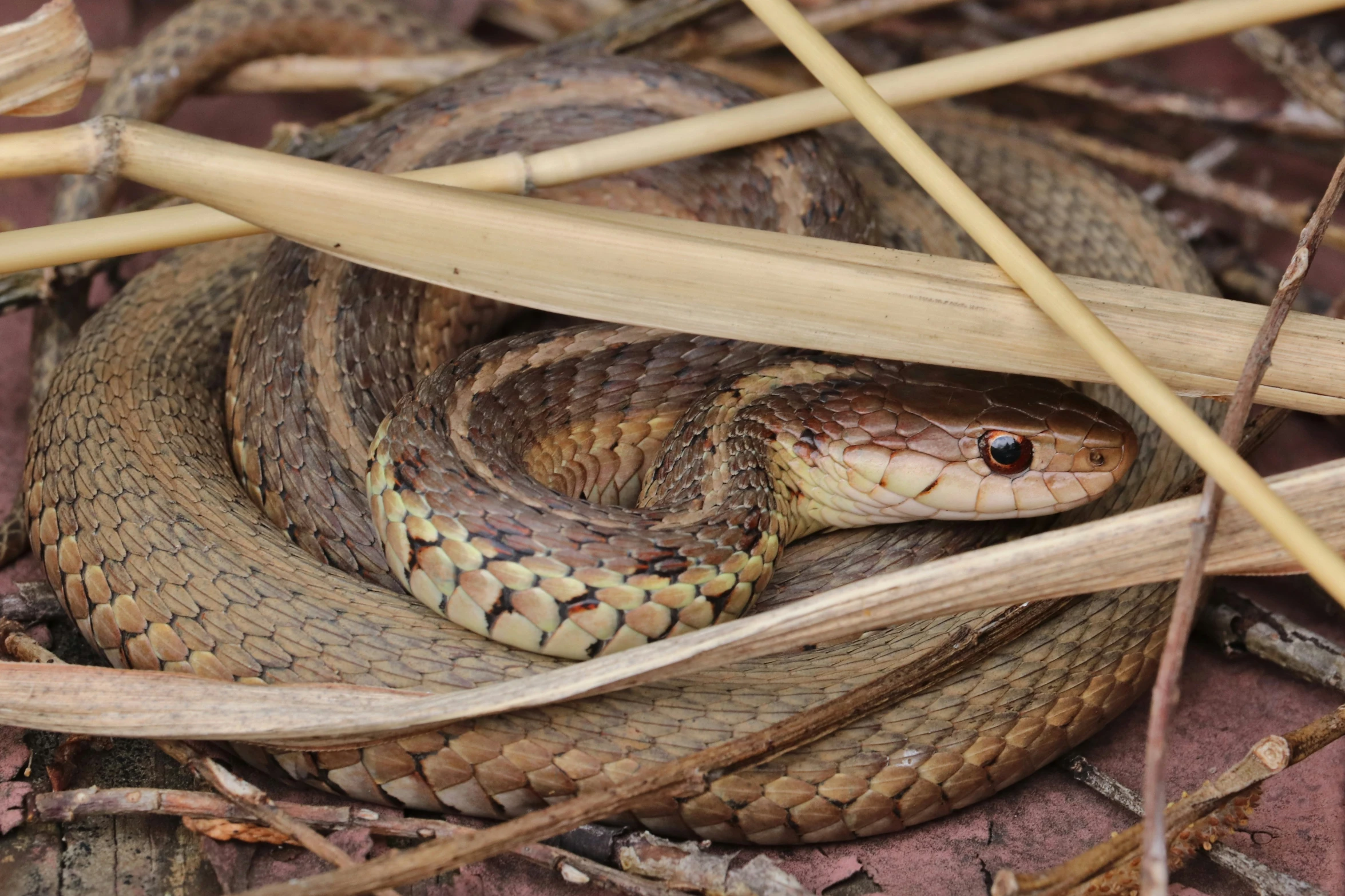 a brown and black snake curled up on some leaves