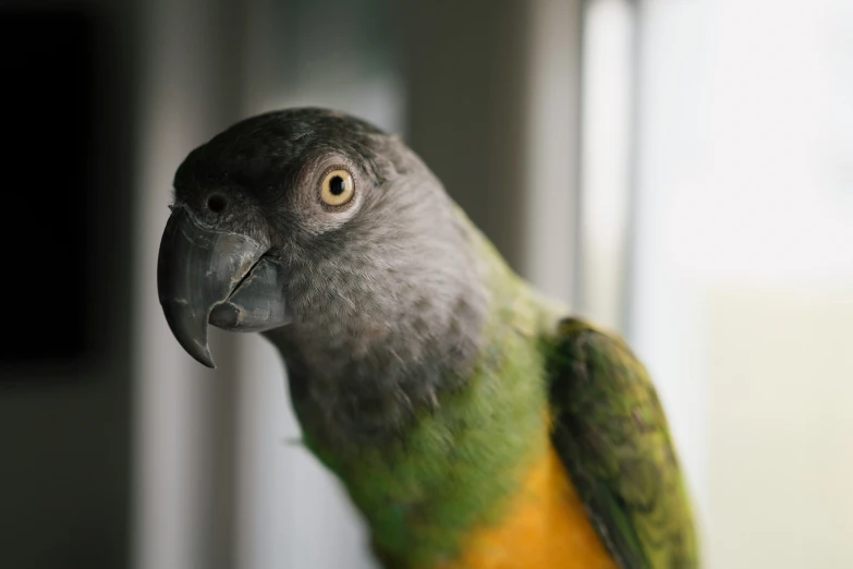 a closeup of a bird with green, gray and orange colors