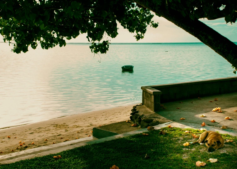 a dog lying on the edge of a body of water with a boat in the background