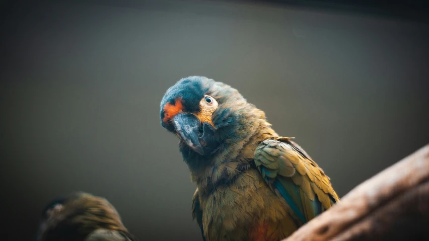 a colorful parrot is standing in front of the camera