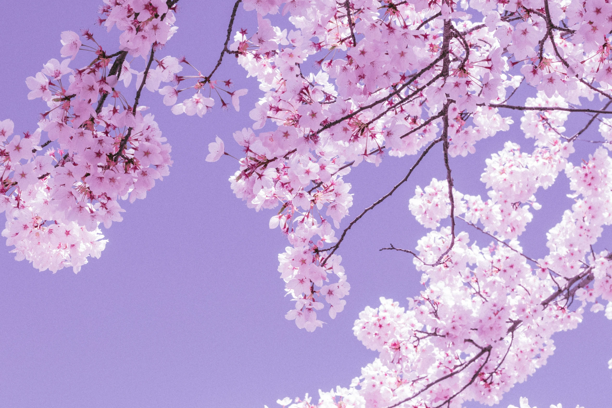 a pograph of some purple cherry blossoms