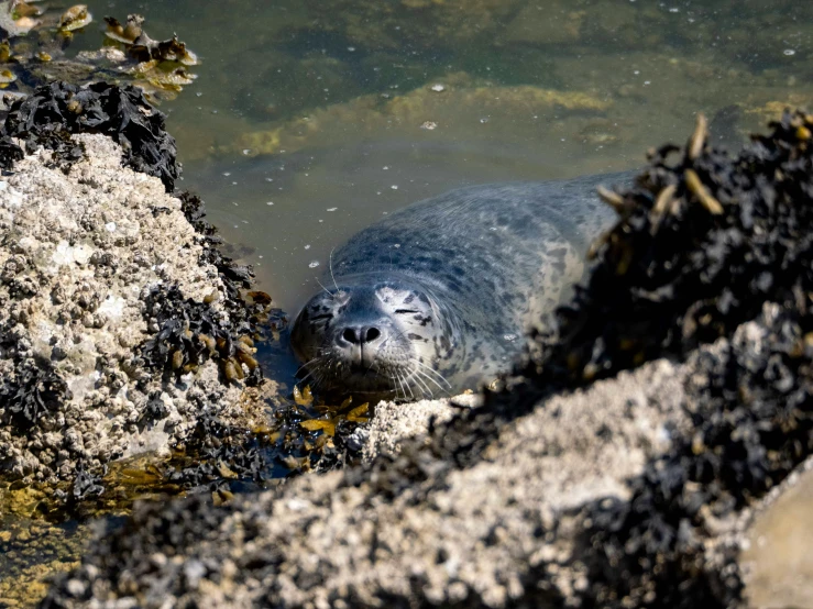 a seal is resting in the rocks and water