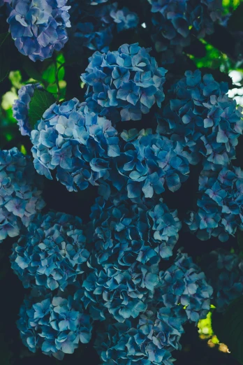 a bunch of blue flowers are in the picture
