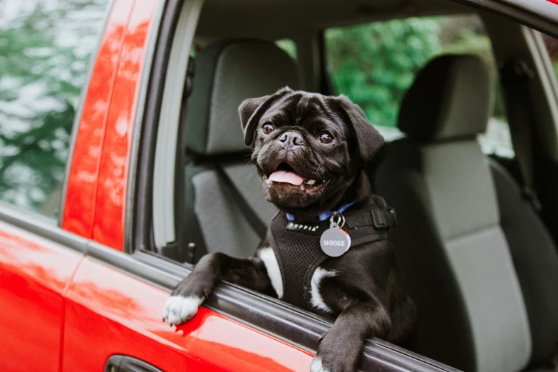 dog sticking its head out the car window