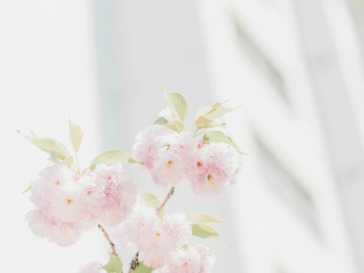 a small pink flower that is hanging from a nch