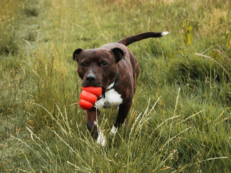 a brown dog holds up red and white frisbee in grassy field