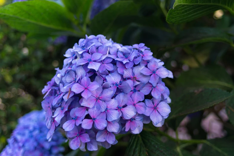 the blooming purple flowers look very vint