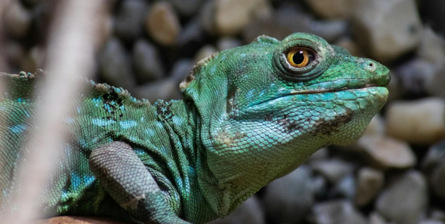 a green lizard with large brown eyes stands on rocks