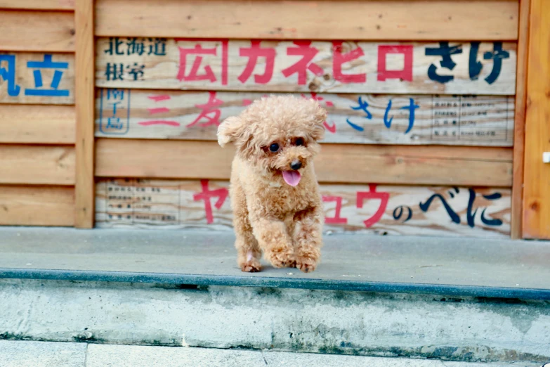 a small brown dog standing next to a wooden sign