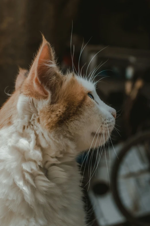 a close up of a cat looking away from the camera