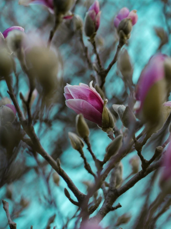 some pink flowers on top of a tree