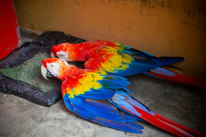 colorful parrots sleeping on top of each other
