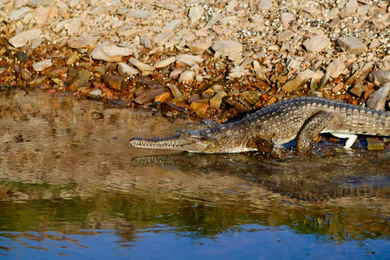 an alligator is walking in some water near the rocks