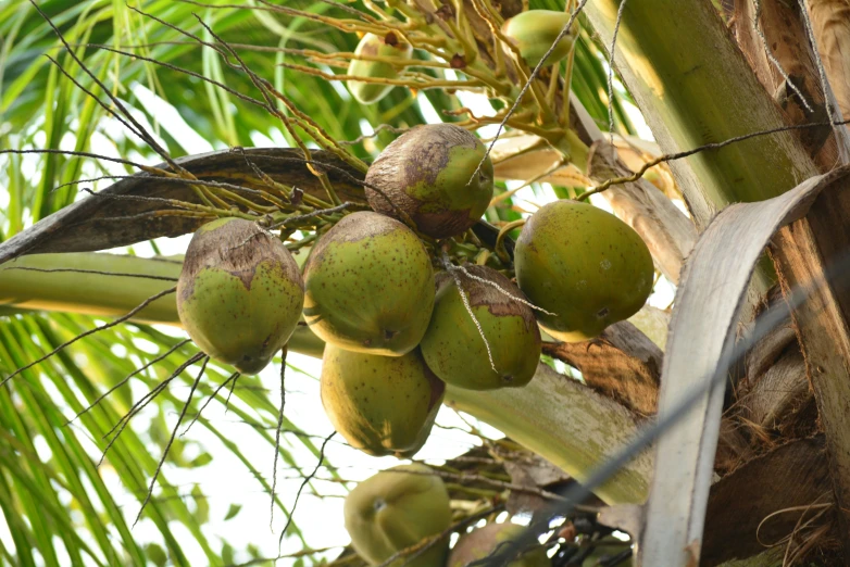 a tree with fruits hanging from it on it's nches