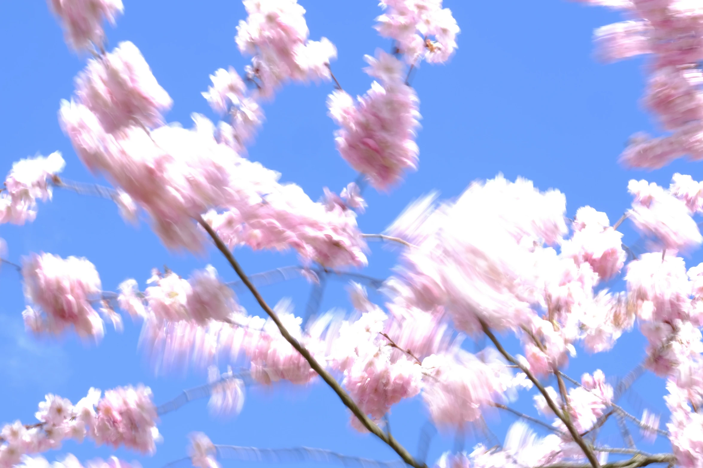 a view of a tree with lots of leaves blowing in the wind