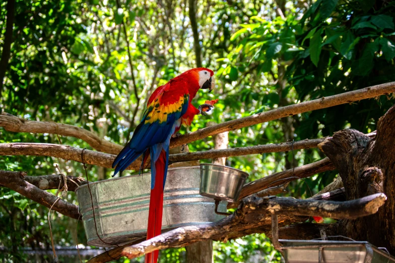 a red and blue parrot sits on a nch