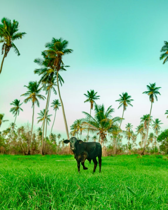 a black bull in a large open field