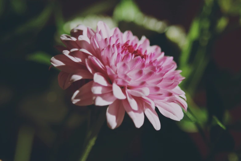 a pink flower is in front of leaves