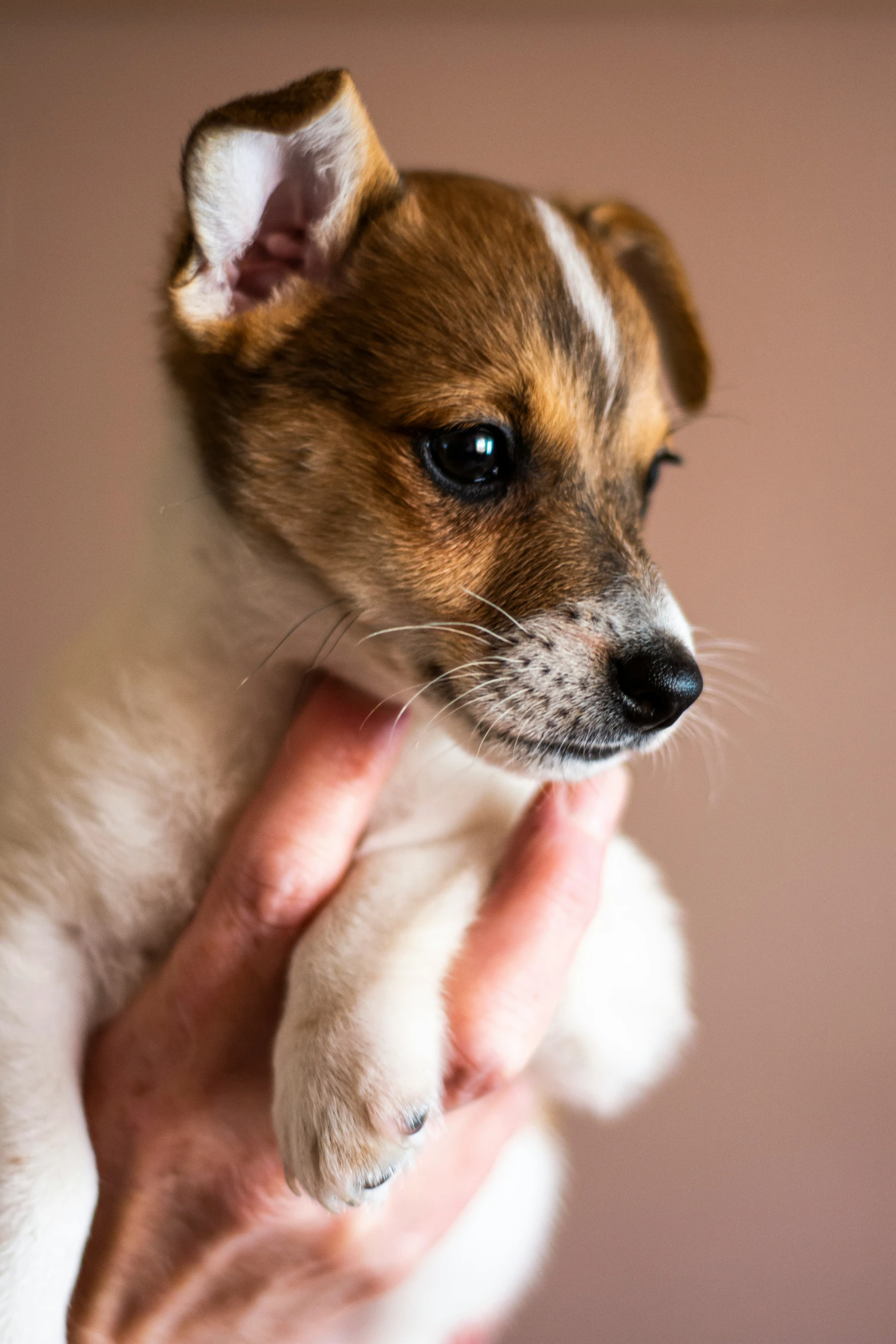 the small dog is holding in its owners hand