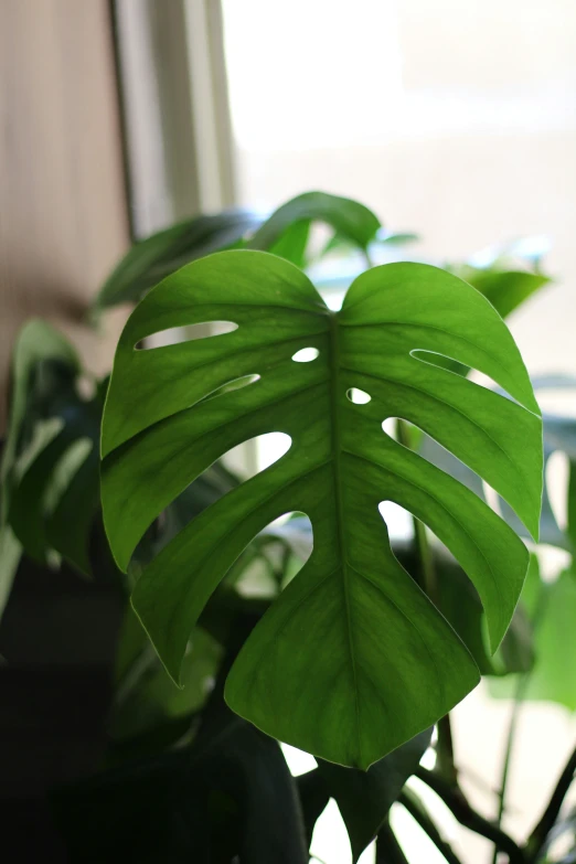 green leaves and foliage in front of a window