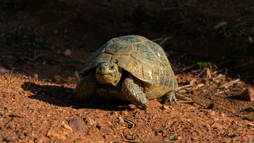 the large turtle is walking in the dirt