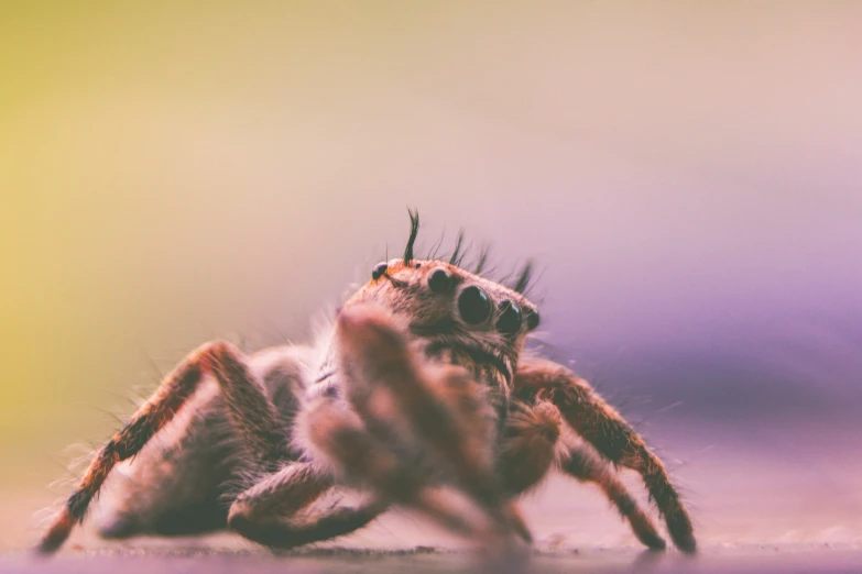 a spider is sitting on the ground with his eyes open