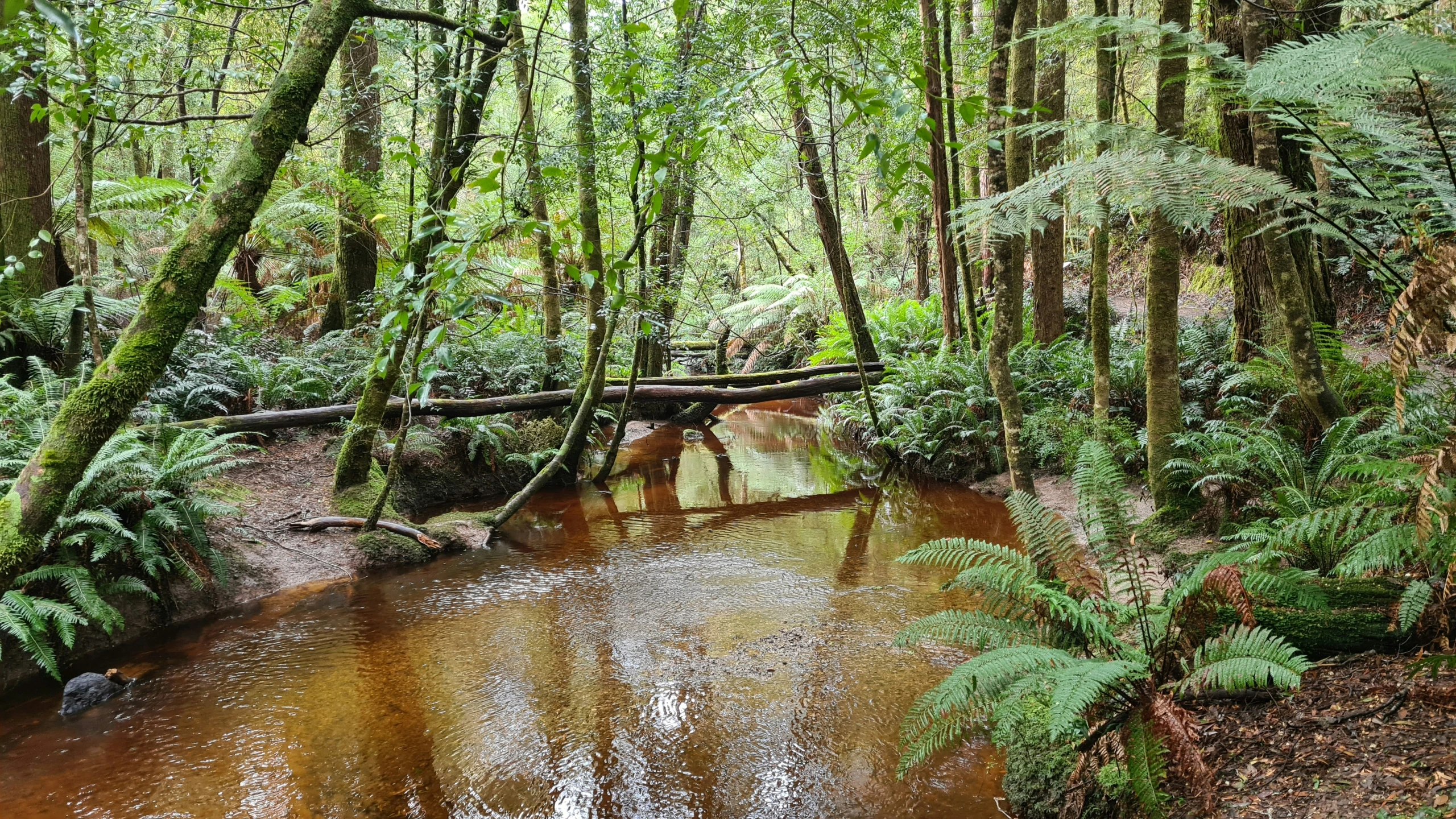 there is a stream flowing through the woods