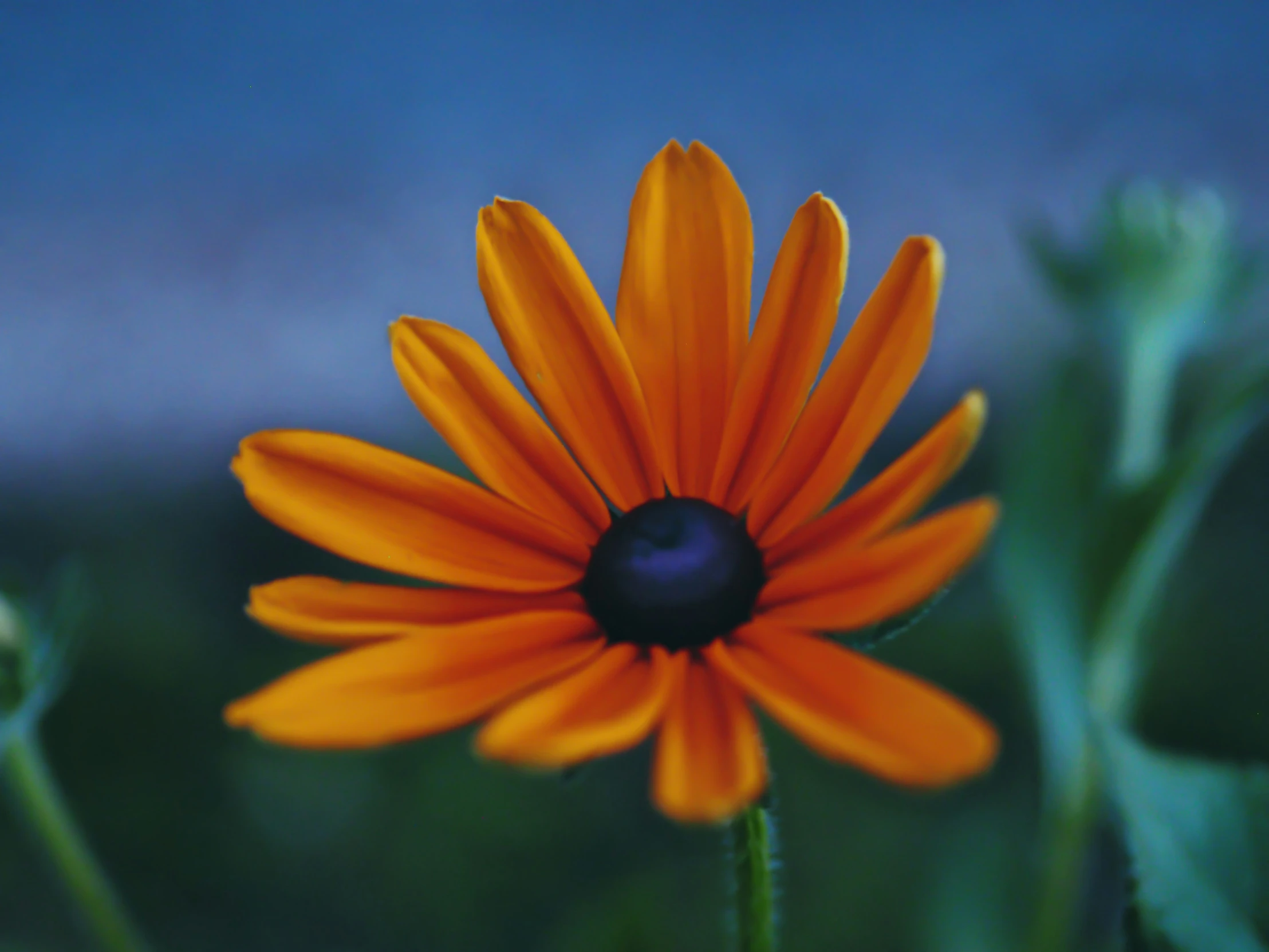 an orange flower on some grass in the day time