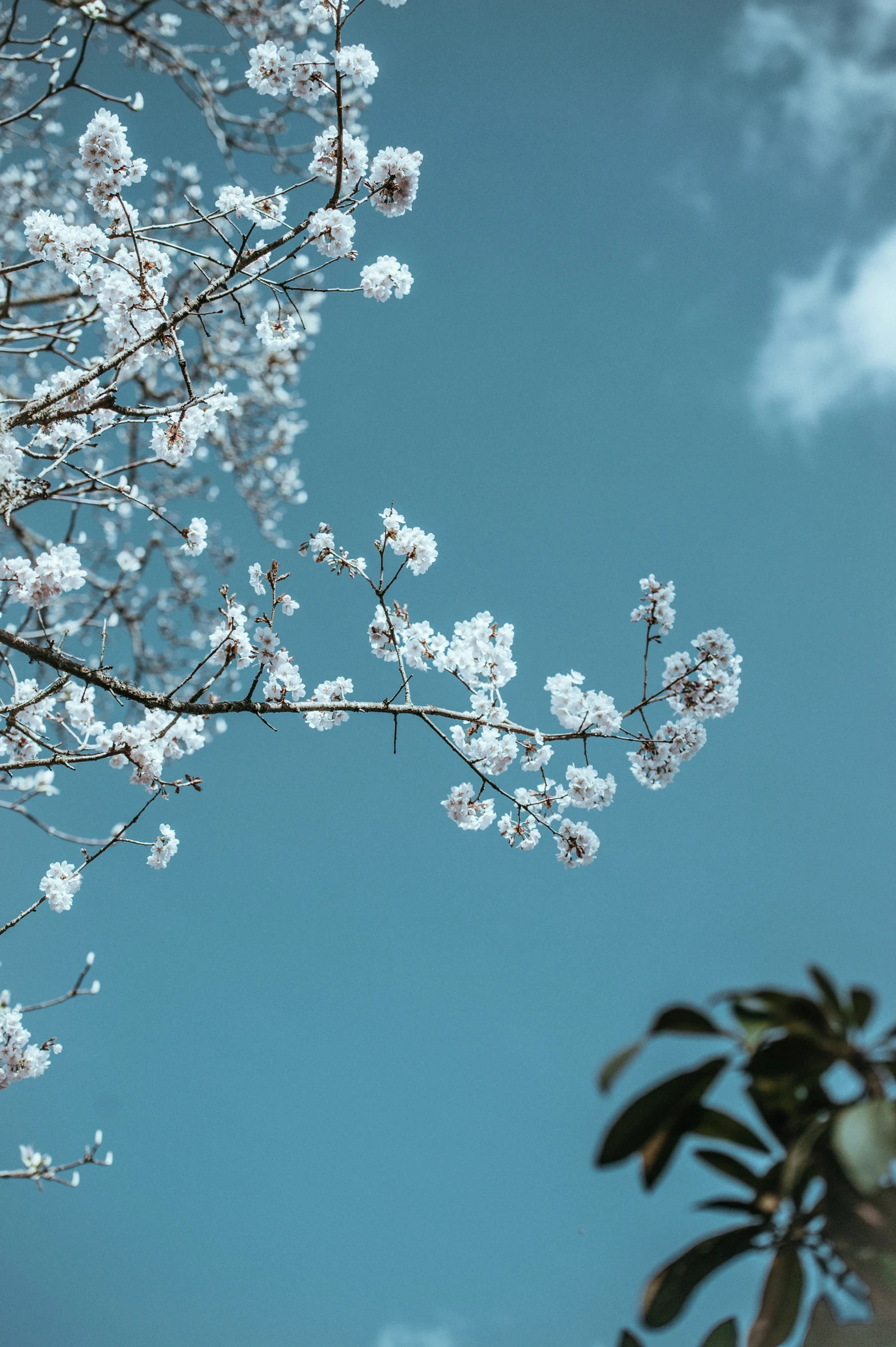 a flowering nch with white blossoms in a blue sky