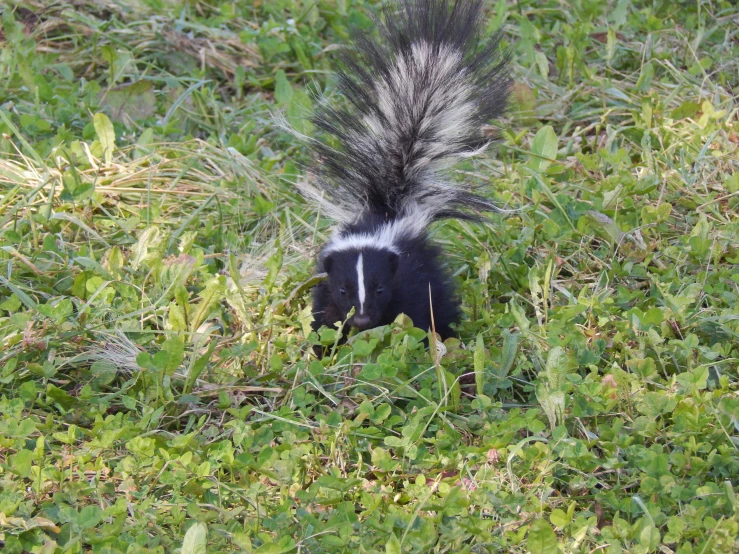 a black and white striped squirrel walking through green grass