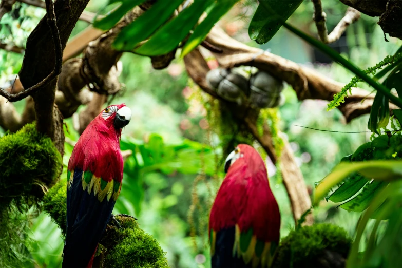 red and blue parrots standing on moss in the forest