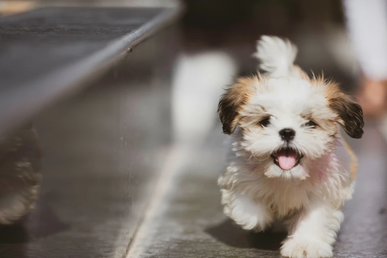 a little white and brown dog runs down the street