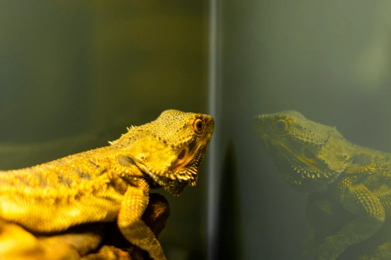 the large lizards are perched on top of a nch