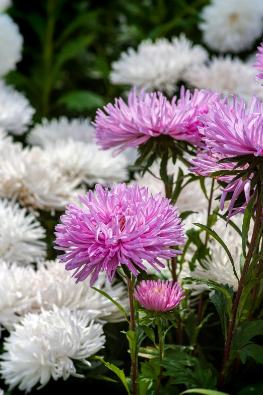 colorful flowers are grouped together in a flower garden