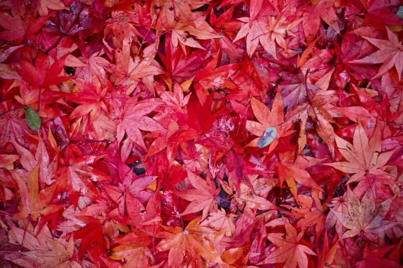 a pile of red leaves with an apple in the center