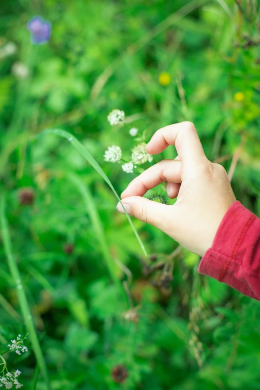 a person holding a plant and reaching for it