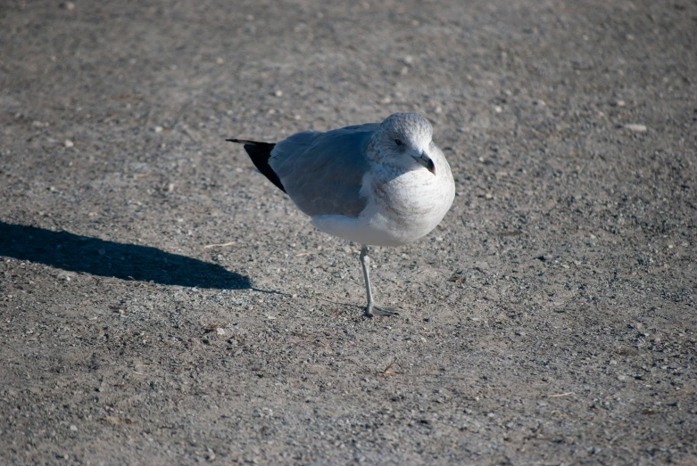 a gray and white bird standing on the ground
