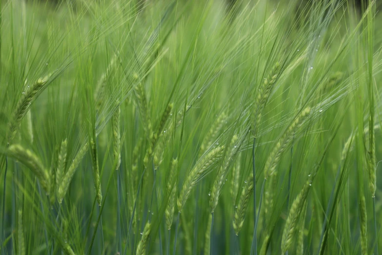 a lush green field full of tall grass