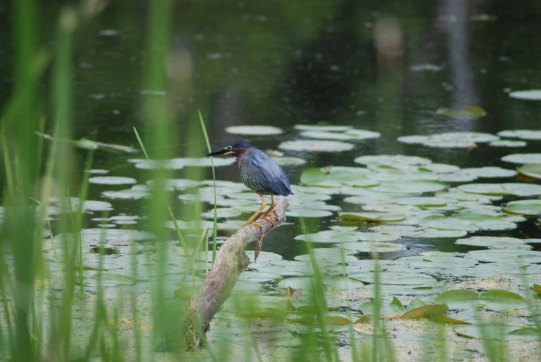 a blue bird standing on top of a wooden stick