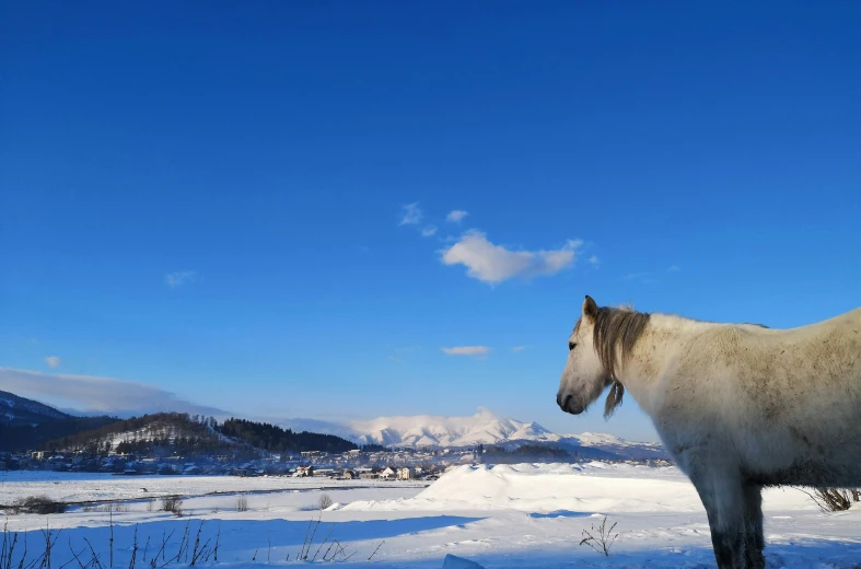 a horse is standing in the snow with mountains in the background