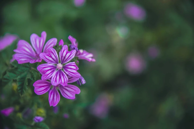 there is purple flowers blooming in the yard