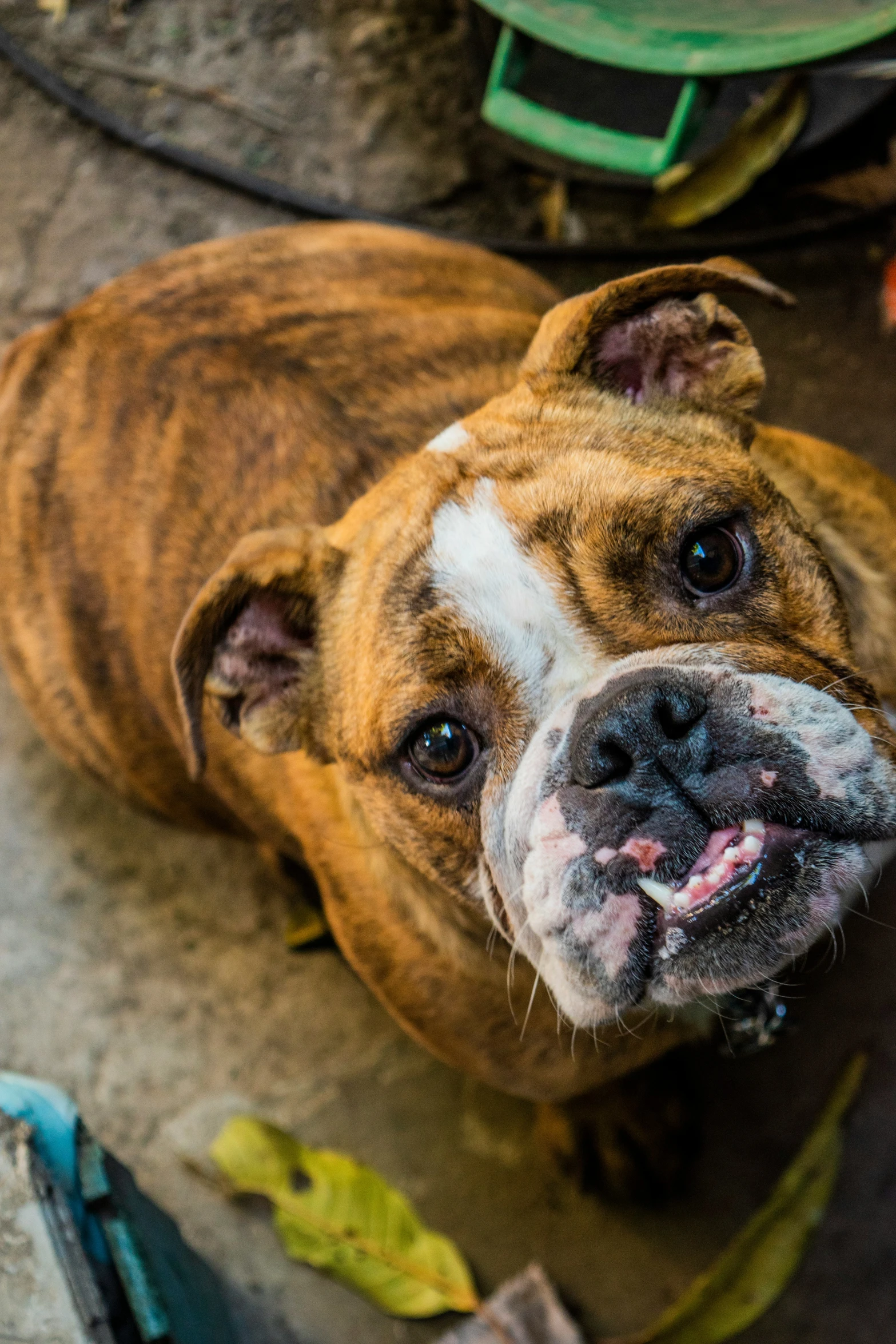 a brown and white dog laying on top of a stone floor