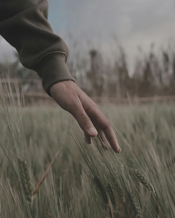 a hand reaching for a crop of green wheat