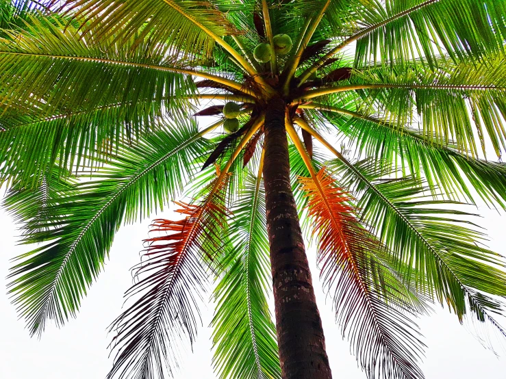 the top of a palm tree with green leaves