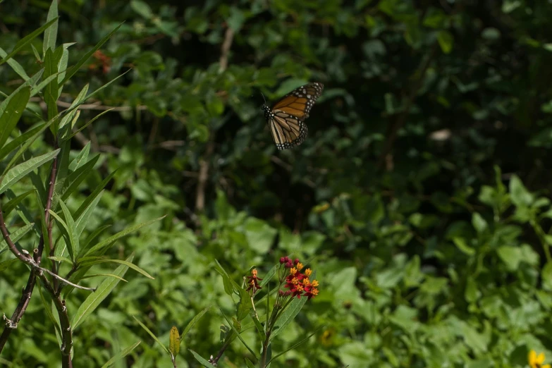a monarch erfly flying over an orange flower