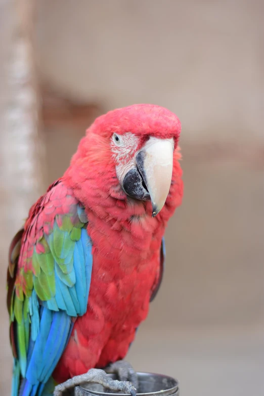 a red bird is sitting on top of a cup