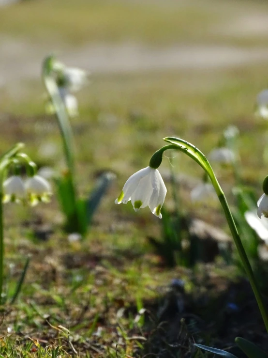 some white flowers with green stems and leaves