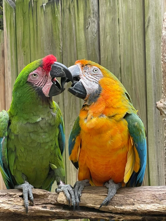 two brightly colored parrots are sitting on the nch