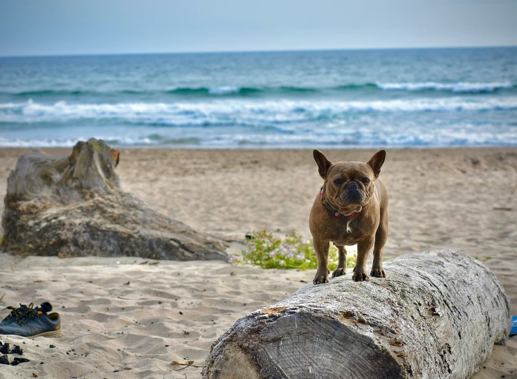 the dog is standing on the beach looking for soing to eat